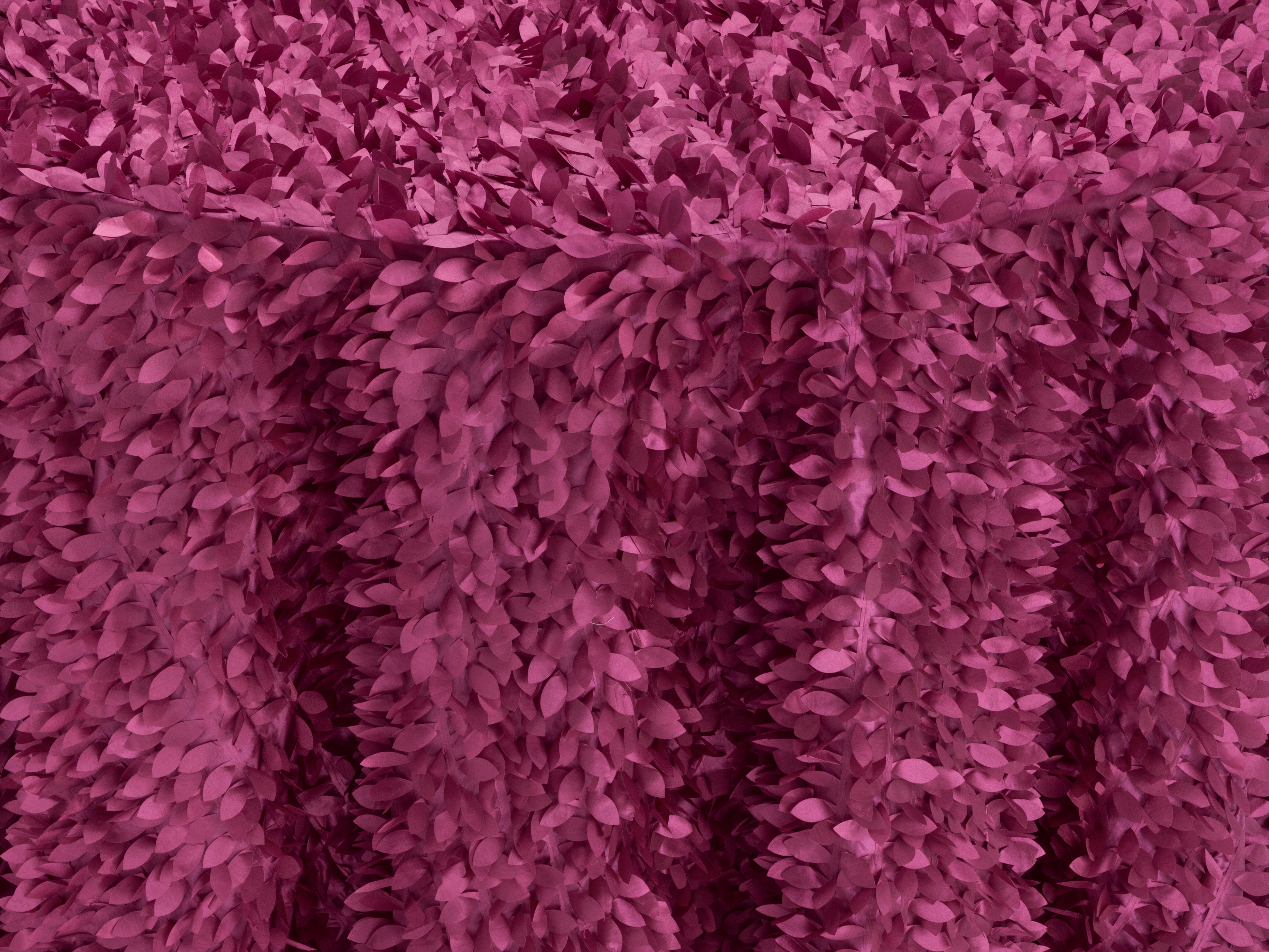 fuchsia-petal